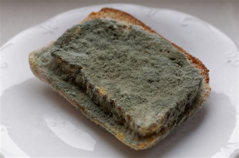 molds in bread in tagalog|AMAG (Tagalog).